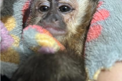 Uno de los monos que fue rescatado y que volverá a su hábitat