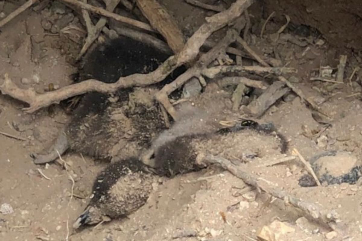 Uno de los nidos de pingüinos de Magallanes arrasados en 2021, en la reserva de Punta Tombo