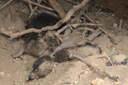 Uno de los nidos de pingüinos de Magallanes arrasados en 2021, en la reserva de Punta Tombo