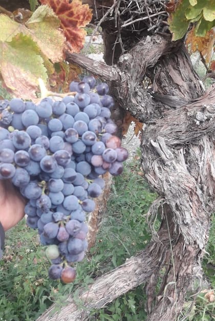 Uno de los parrales de Criolla plantados por don Milagro Cruz 80 años atrás y que hoy sigue en producción