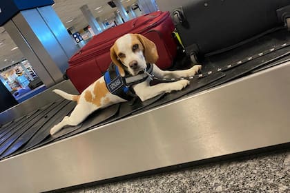 Uno de los perros de la Brigada Canina del Senasa, en plena labor en el aeropuerto de Ezeiza