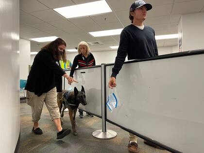 Uno de los perros detectores de Covid-19, durante la prueba piloto en el aeropuerto de Miami
