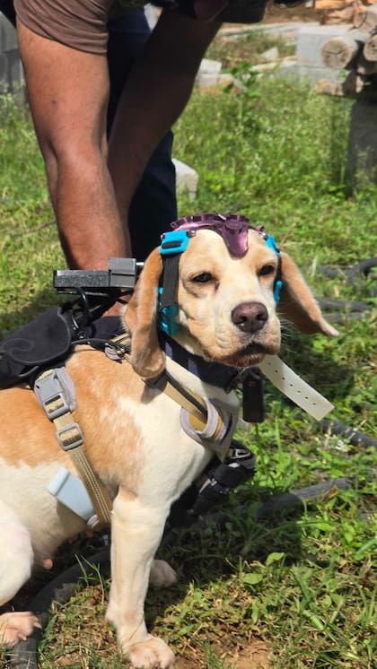 Uno de los perros entrenados por Dognosis con el equipamiento desarrollado para registrar actividad cerebral, respiración y lenguaje corporal durante las pruebas