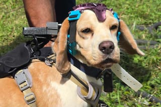 Perros, sensores e inteligencia artificial: la innovadora búsqueda de señales tempranas de cáncer en el aliento