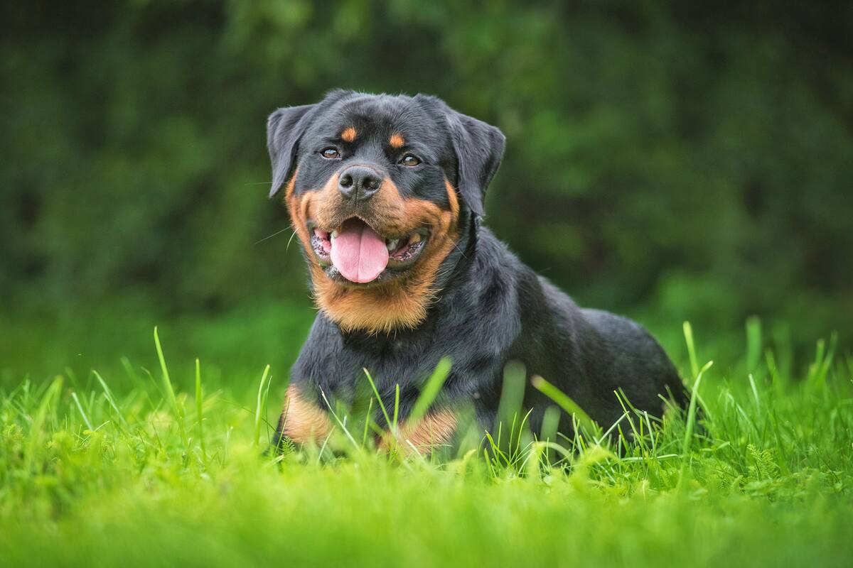 Uno de los perros que atacó al bebe era de raza rottweiler