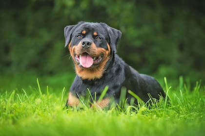 Uno de los perros que atacó al bebe era de raza rottweiler