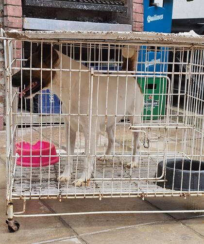 Uno de los perros que fueron rescatados.