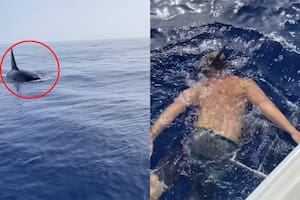 Uno de los pescadores se arrojó al mar para apreciar a las orcas desde cerca