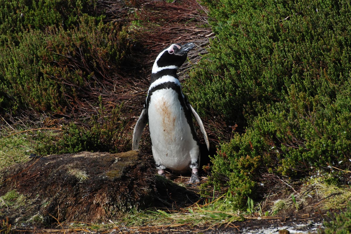 Uno de los pingüinos de Magallanes hallados en Isla de los Estados, Tierra del Fuego.