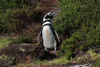 Uno de los pingüinos de Magallanes hallados en Isla de los Estados, Tierra del Fuego.