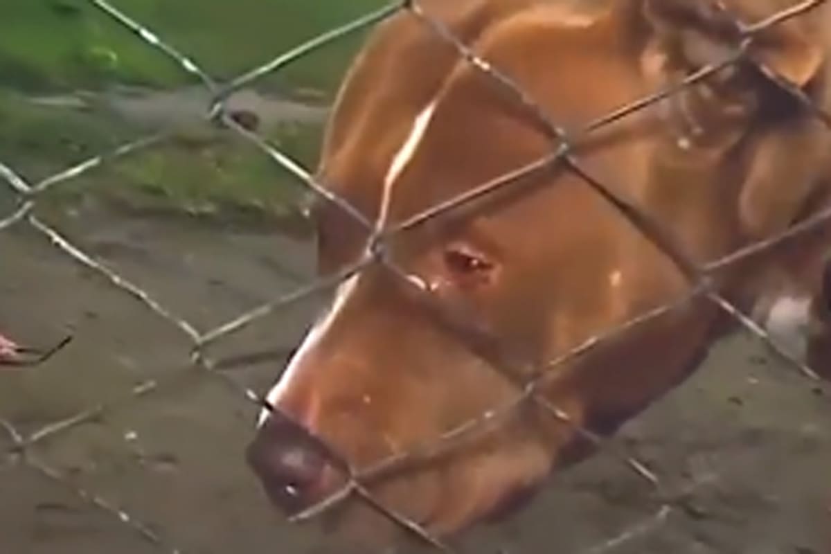 Uno de los pitbull de la casa en Los Polvorines que atacó a un ladrón