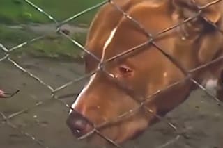 Entró a robar, fue atacado por dos pitbull y le tuvieron que amputar una pierna