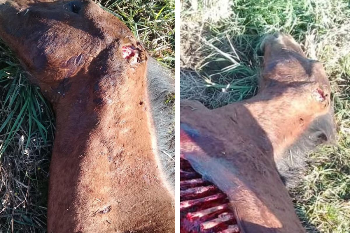 Uno de los potrillos que fue atacado por el puma