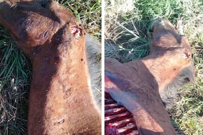 Uno de los potrillos que fue atacado por el puma