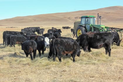 Uno de los principales diferenciales de la ganadería estadounidense es su sistema de clasificación de carne, originado alrededor de 1919 con el objetivo comercial de establecer criterios comunes y evitar abusos de compraventa