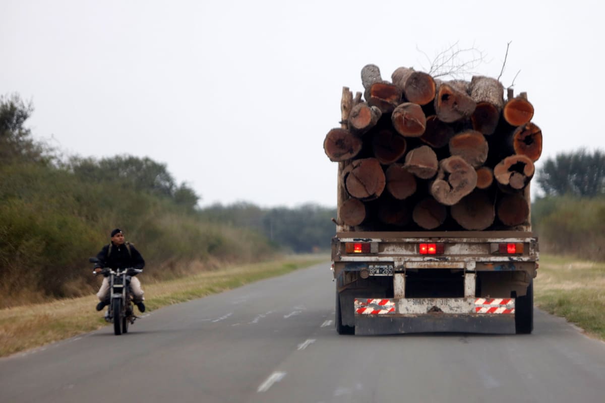 Uno de los problemas más frecuentes en la provincia de Chaco es la tala indiscriminada