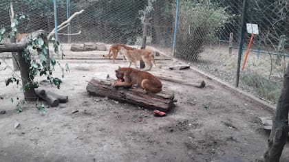 Uno de los pumas rescatados por el Complejo Ecológico de América, en el partido de Rivadavia, en el noroeste de la provincia de Buenos Aires