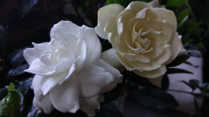 Uno de los secretos para evitar la oxidación de las flores radica en cortar el tallo de la flor en diagonal para facilitar la absorción del agua