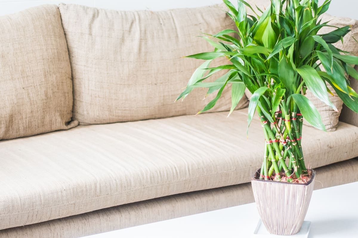 Uno de los símbolos de la fortuna según el Feng Shui es el bambú de la suerte (Foto: Freepik)