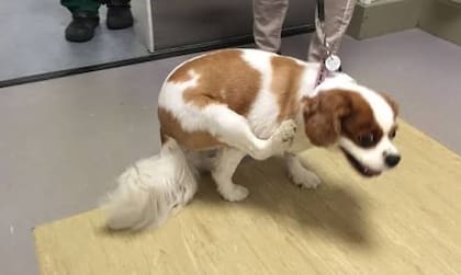 Uno de los síntomas más llamativos es el llamado “rascado fantasma”, un movimiento repetido de la pata cerca del cuello sin contacto con la piel