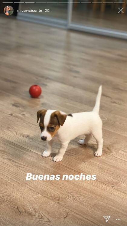 Uno de los tiernos cachorros de la pareja