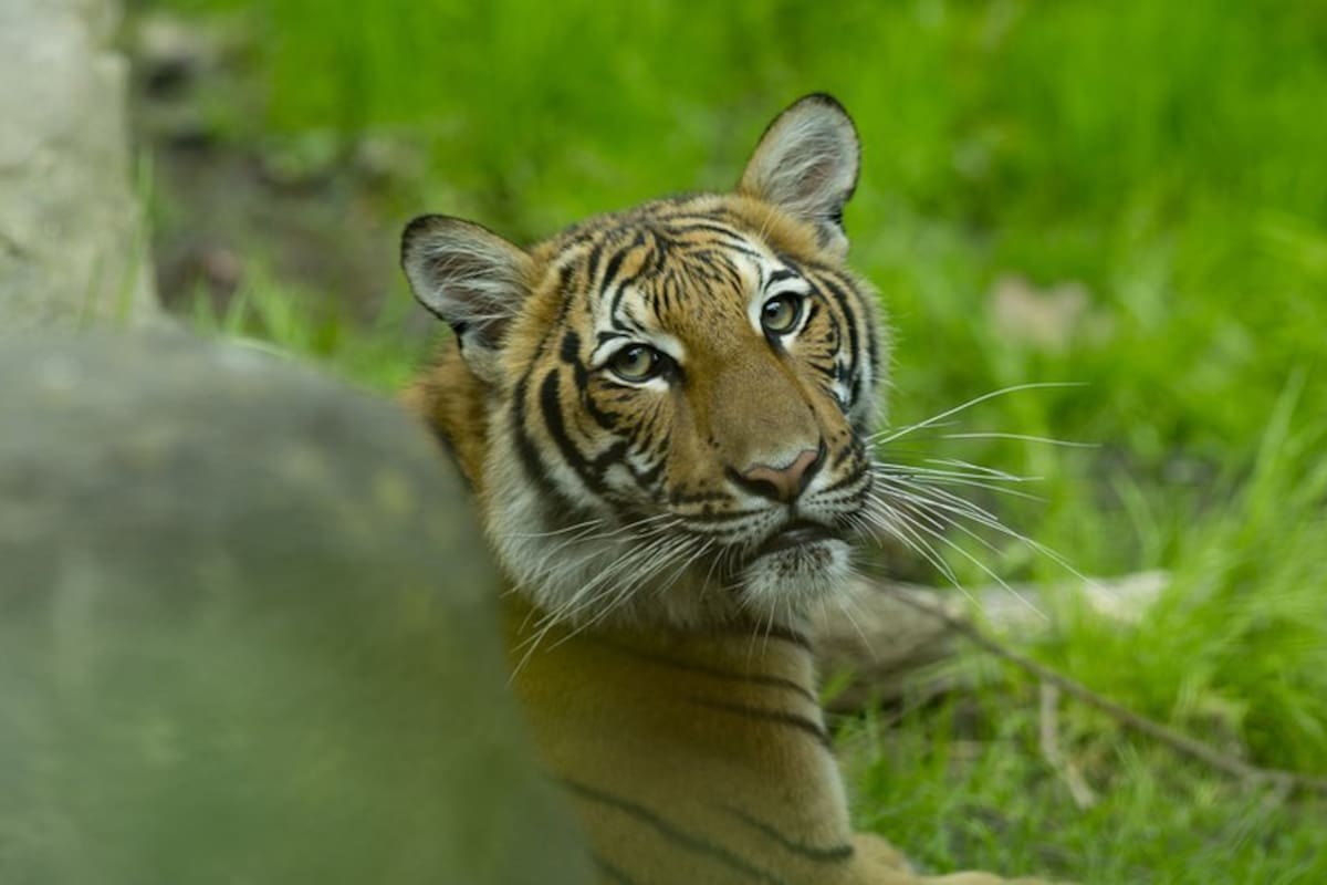 Uno de los tigres malayos del zoológico del Bronx en Nueva York.