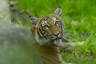 Un tigre siberiano mató a una cuidadora frente a los visitantes de un zoológico