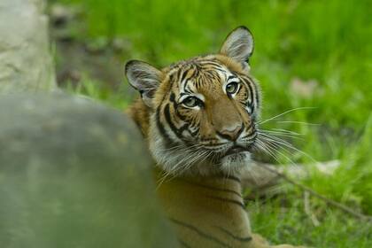 Un tigre mató a una cuidadora en el zoológico de Zúrich