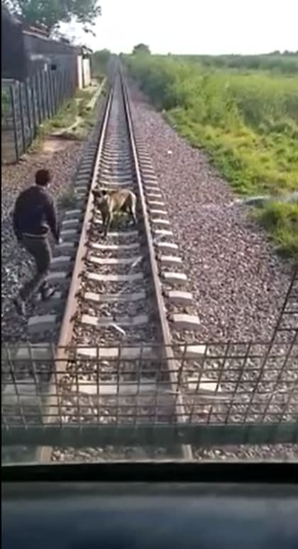 Uno de los trabajadores bajó del tren para salvarlo.
