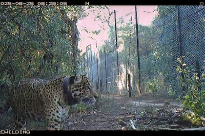 Uno de los últimos registros de Acaí cerca del parque nacional El Impenetrable