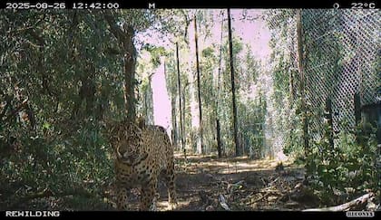 Uno de los últimos registros de Acaí cerca del parque nacional El Impenetrable
