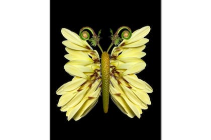 Uno de sus experimentos, obras de arte con flores.