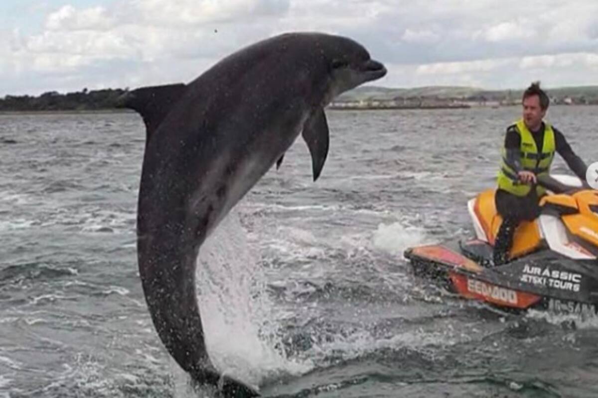 Uno de sus últimos saltos midió casi dos metros. Desde hace algunas semanas, el delfín Danny ha deslumbrado al público marítimo de la costa de Weymouth, una ciudad ubicada frente al Canal de la Mancha