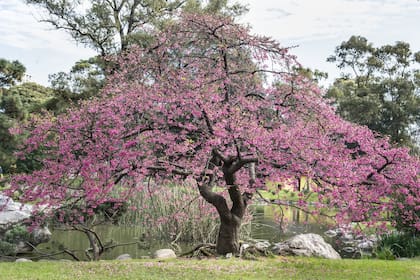 Unos 40 árboles atraen con sus sutiles y exquisitos rosas claros y oscuros.