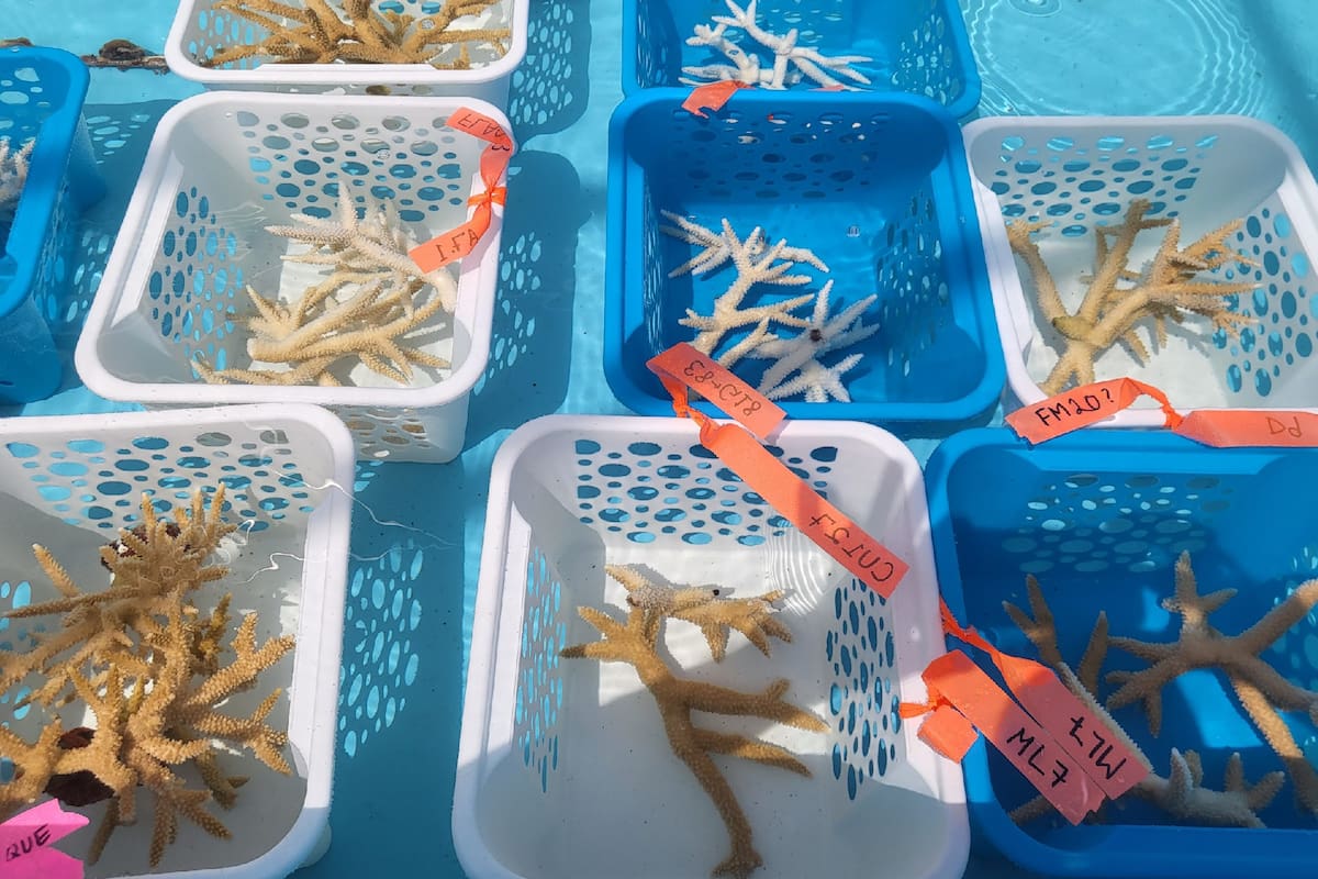 Unos 5000 corales permanecerán dentro de un laboratorio en Florida