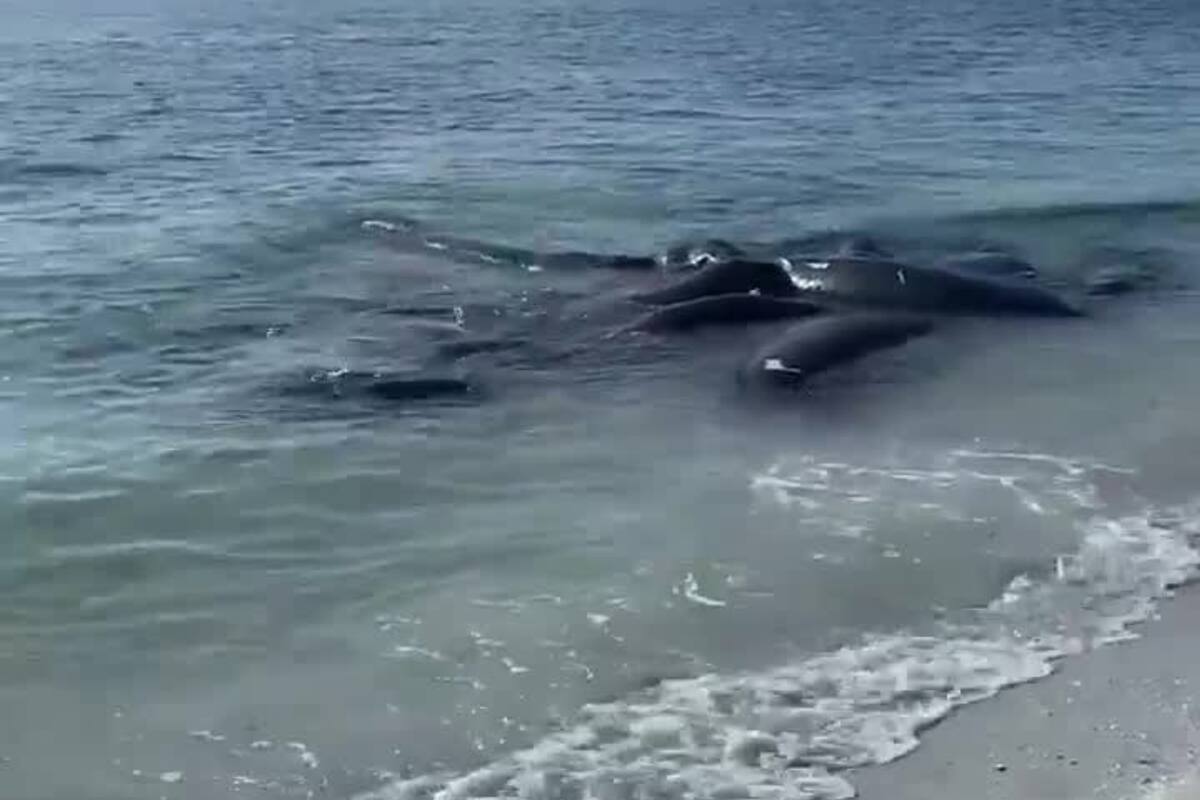 Unos animales en peligro de extinción permanecen muy cerca de la orilla de la playa y generan alerta en los habitantes