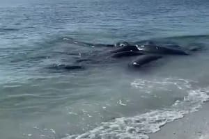 Unos animales en peligro de extinción permanecen muy cerca de la orilla de la playa y generan alerta en los habitantes