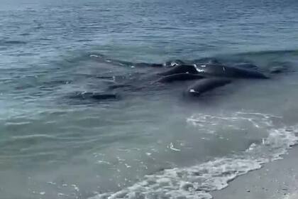 Unos animales en peligro de extinción permanecen muy cerca de la orilla de la playa y generan alerta en los habitantes