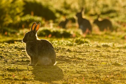 Unos conejos excavadores encontraron dos nuevas reliquias en una isla remota de Gales