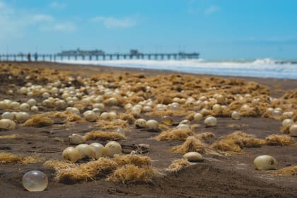 Unos extraños organismos aparecieron en las playas de Pinamar y sorprendieron a los miles de turistas que llegaron para disfrutar de la temporada de verano