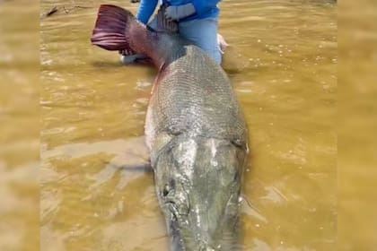 Unos pescadores atraparon a un enorme pez caimán en Texas