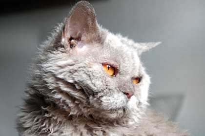 Ural Rex (Foto: iStock)