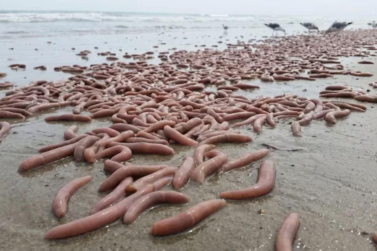 Urechis unicinctus, el extraño animal marino que apareció en las costas de Chubut