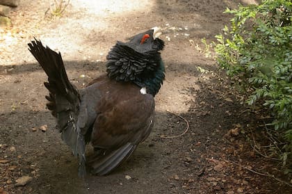 Urogallo cantábrico: menos de 300 ejemplares sobreviven en estado silvestre