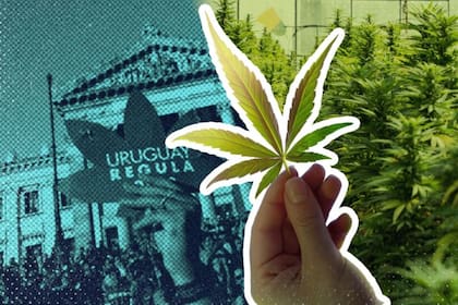 Uruguay legalizó la marihuana hace diez años
