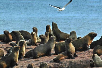 Uruguay registró el primer caso de gripe aviar en lobos marinos