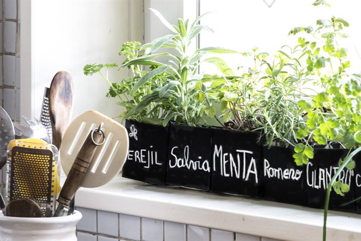 Usá hierbas, comprá plantín de hierbas, sembrá. Comprá frescas y cuidalas. Si empiezan a decaer, no las dejes pudrir, secalas. Cambian cualquier plato.