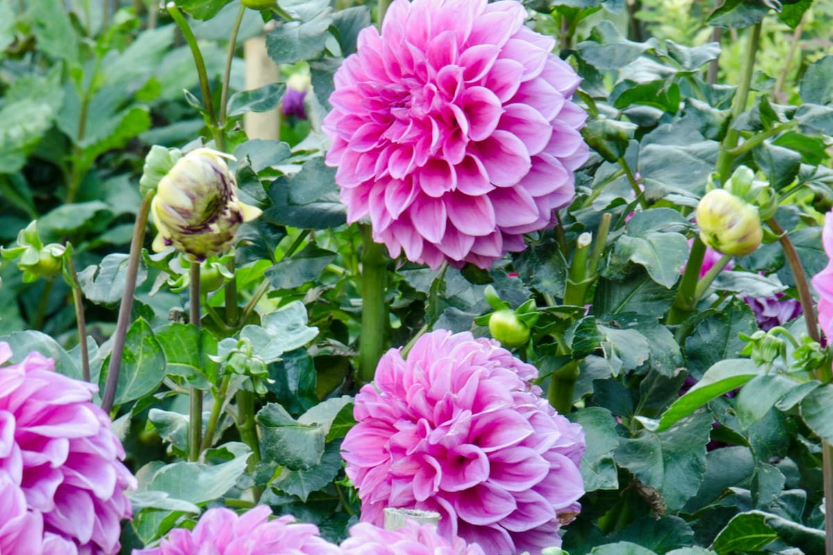 Las dalias son plantas muy generosas, tanto en su crecimiento como en su floración