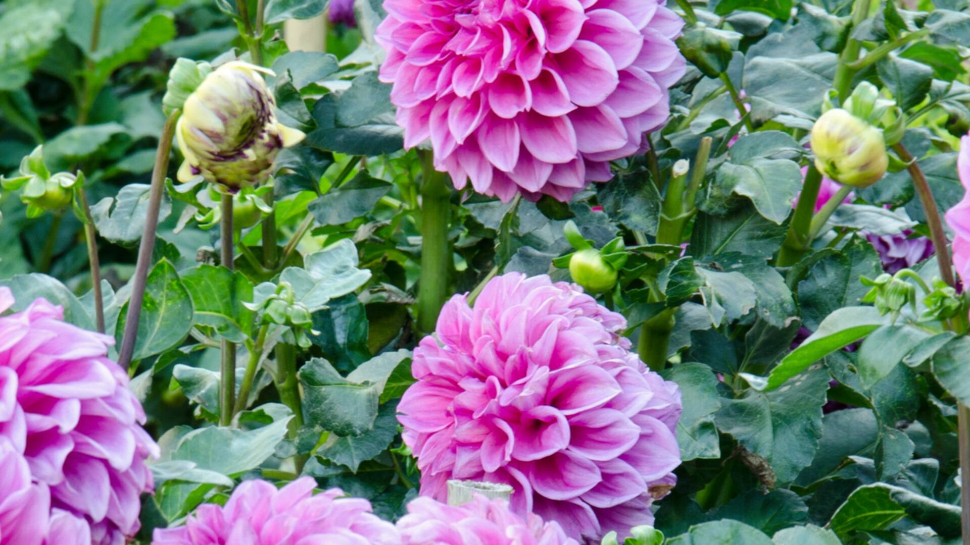 Las dalias son plantas muy generosas, tanto en su crecimiento como en su floración