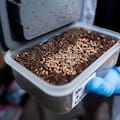 Una empresa usa insectos modificados genéticamente para frenar enfermedades que generan pérdidas millonarias